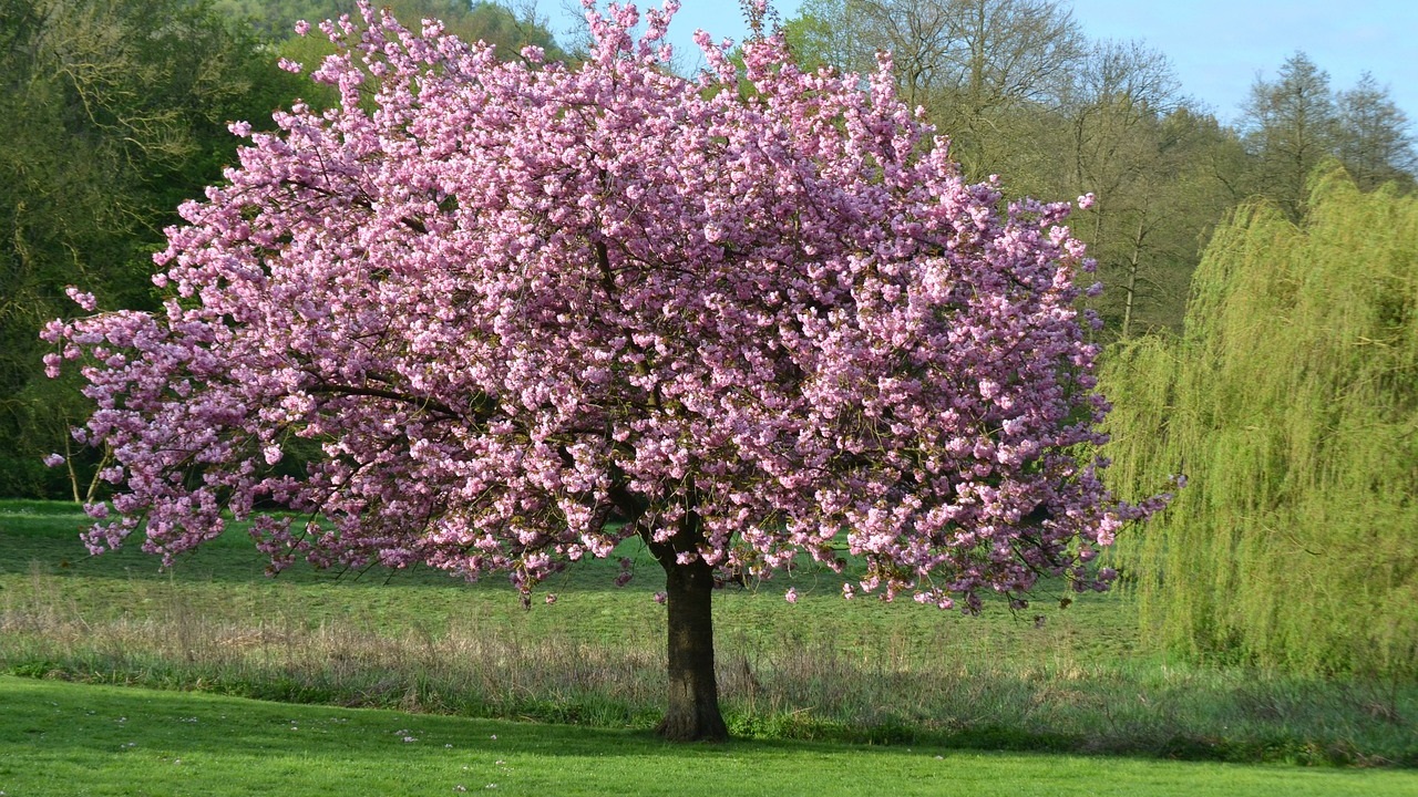 albero di magnolia
