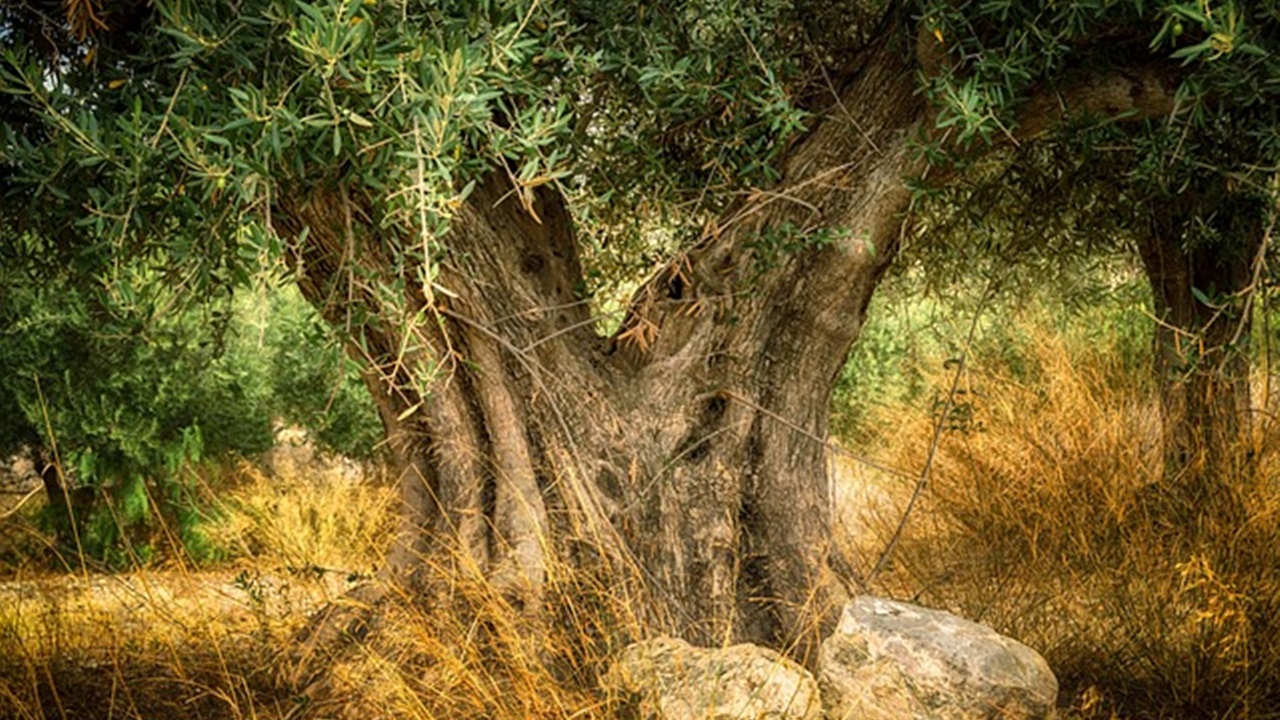 albero secolare