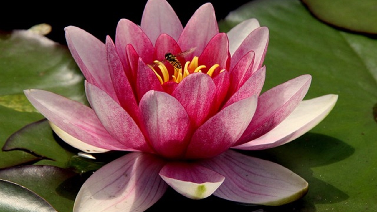 Fiore di loto, significato e come coltivarlo