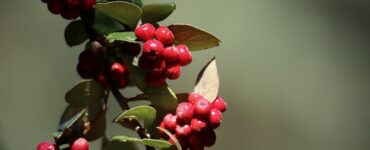 cotoneaster