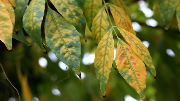 foglie scolorite piante