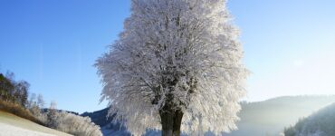 inverno albero