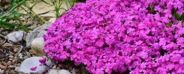 phlox