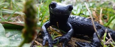 salamandre nera di lanza