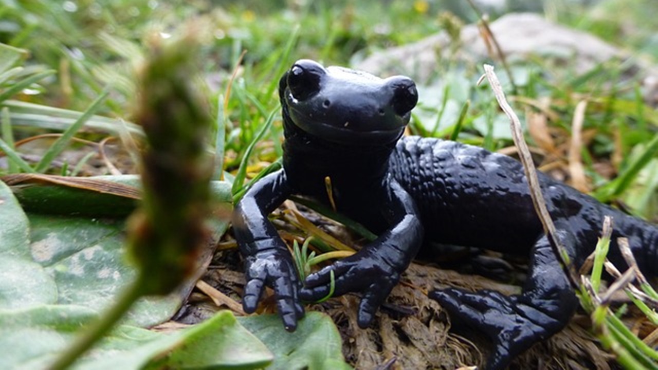 salamandre nera di lanza