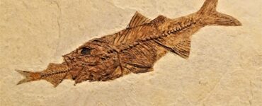 pesce fossile