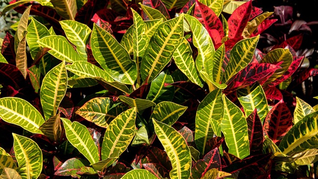 croton