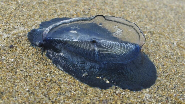 blu velella