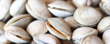 vongole