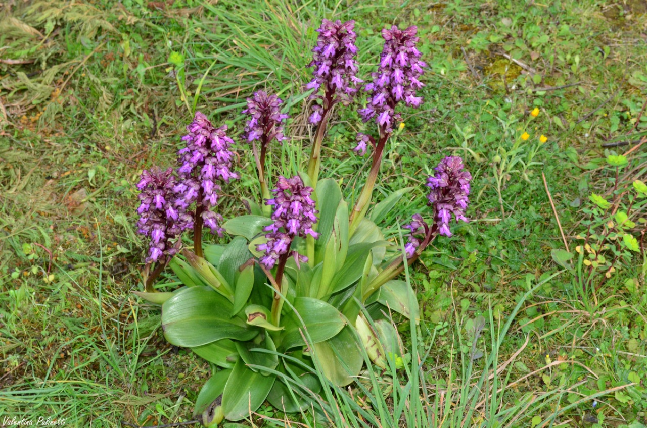 barlia robertiana