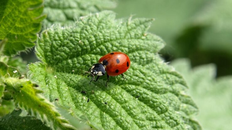 coccinelle