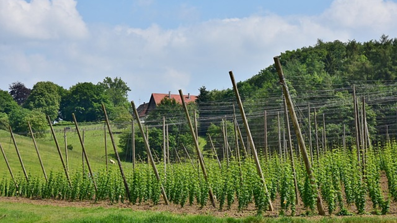 campo coltivato