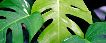 monstera