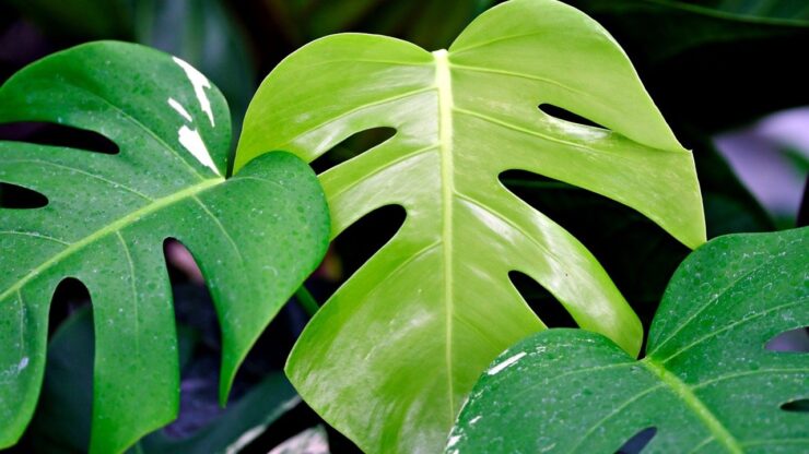 monstera