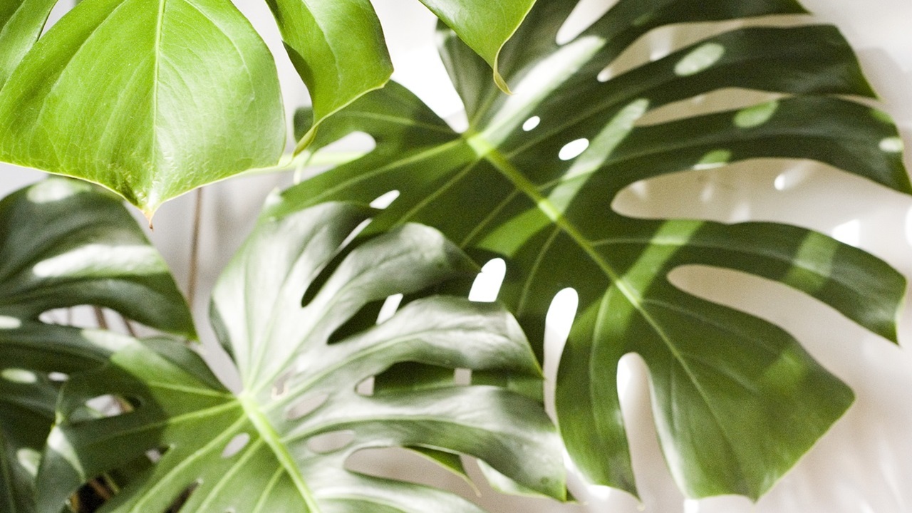 monstera pianta