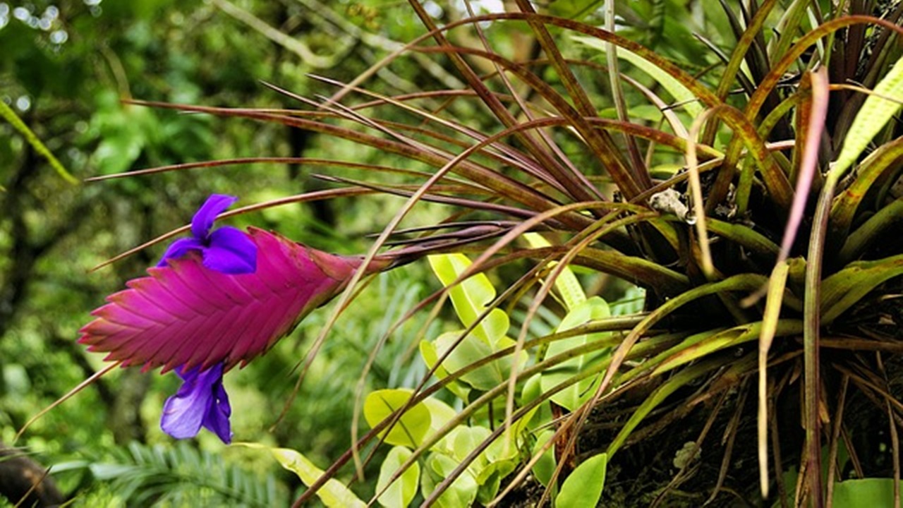 tillansia