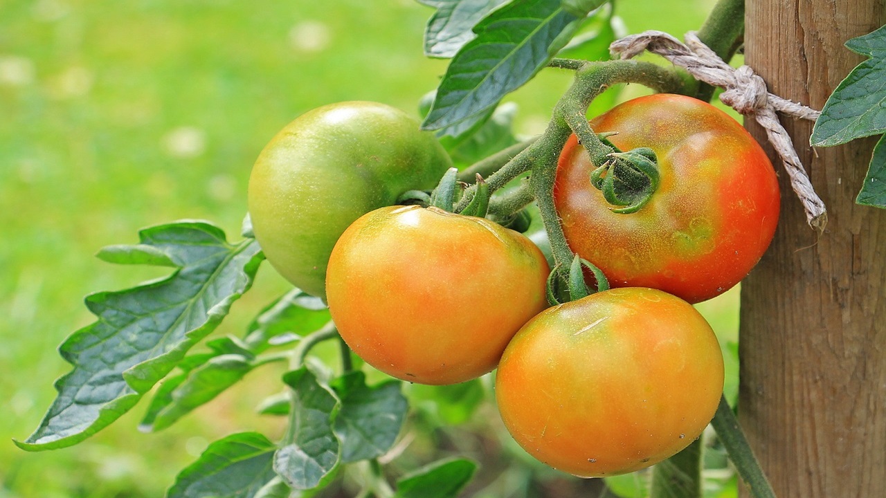 pomodori fertilizzante