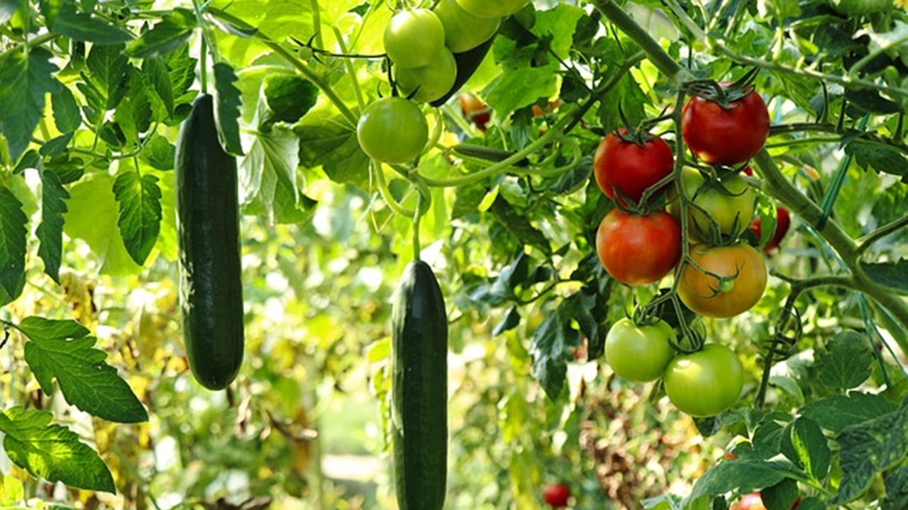 piante di pomodoro