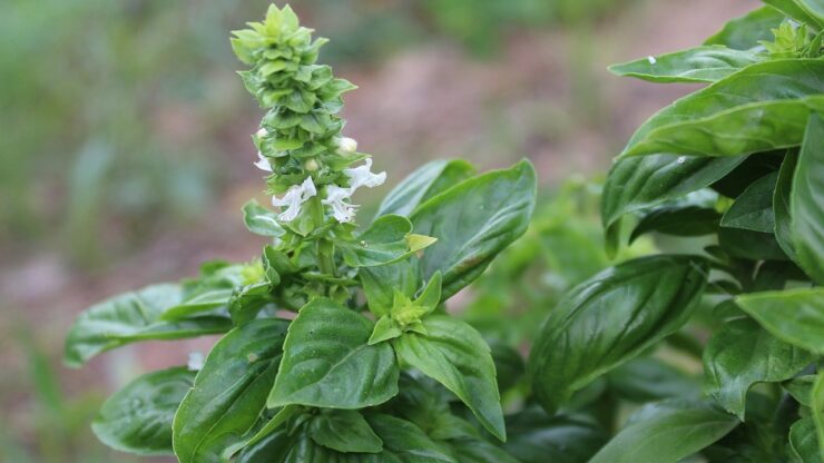 basilico fiori bianchi