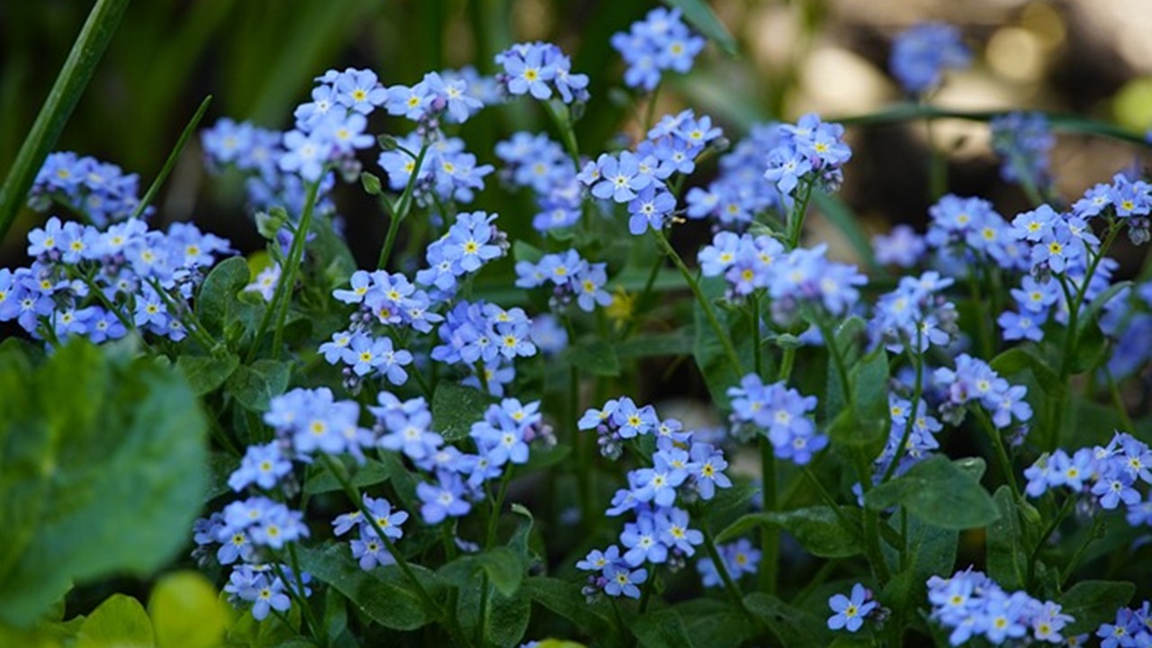 myosotis