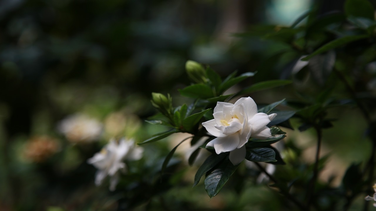 gardenia bianca