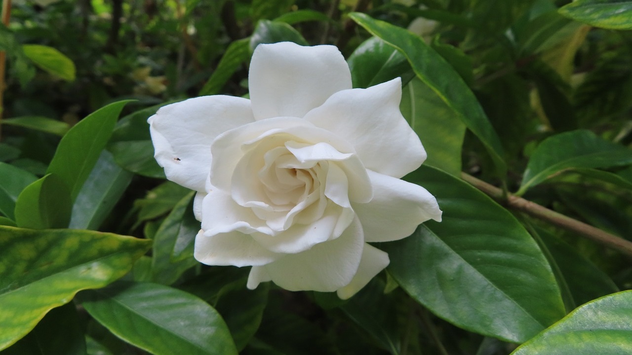 gardenia