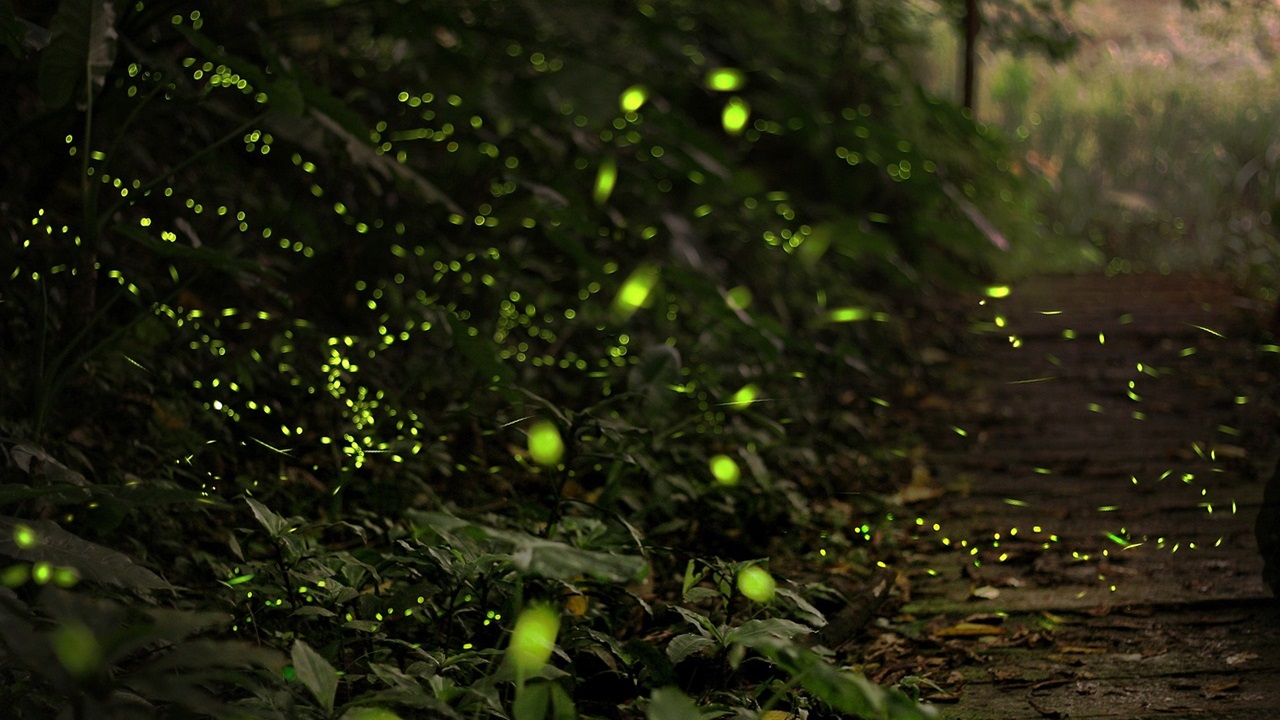 lucciole foresta