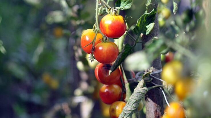 pianta di pomodoro