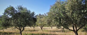 albero olive