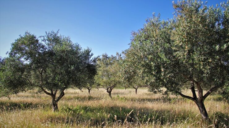 albero olive