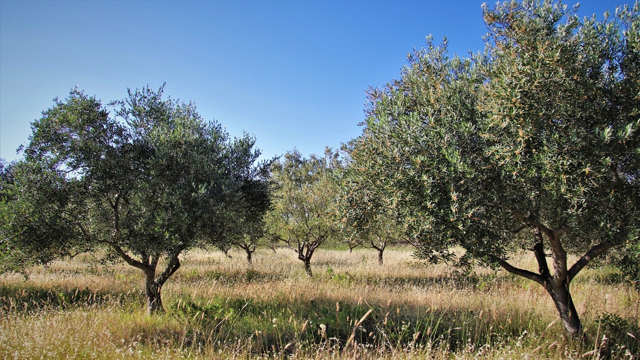 albero olive