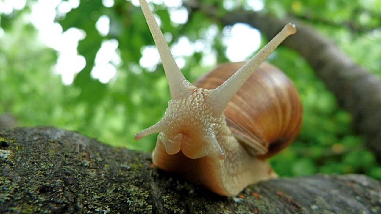 molluschi