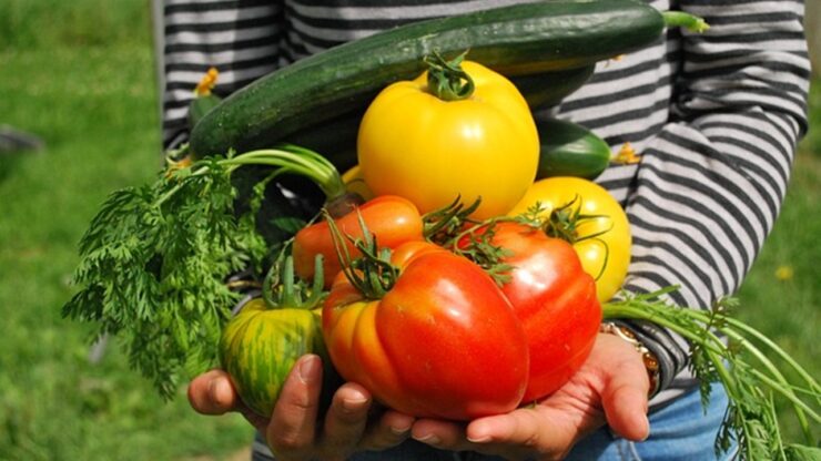 pomodori e zucchine