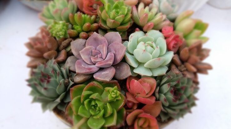 succulente