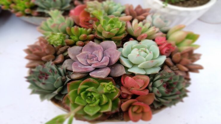 piante succulente