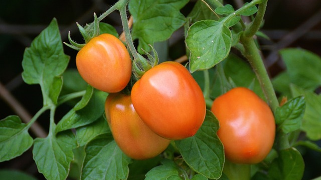 pomodori