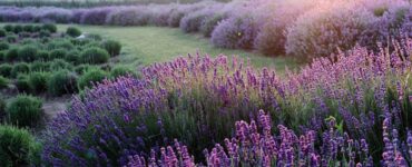 campo di lavanda