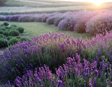 campo di lavanda