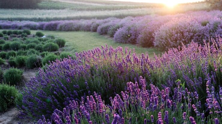 campo di lavanda