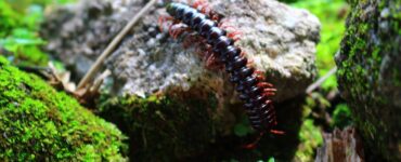 morso scolopendra