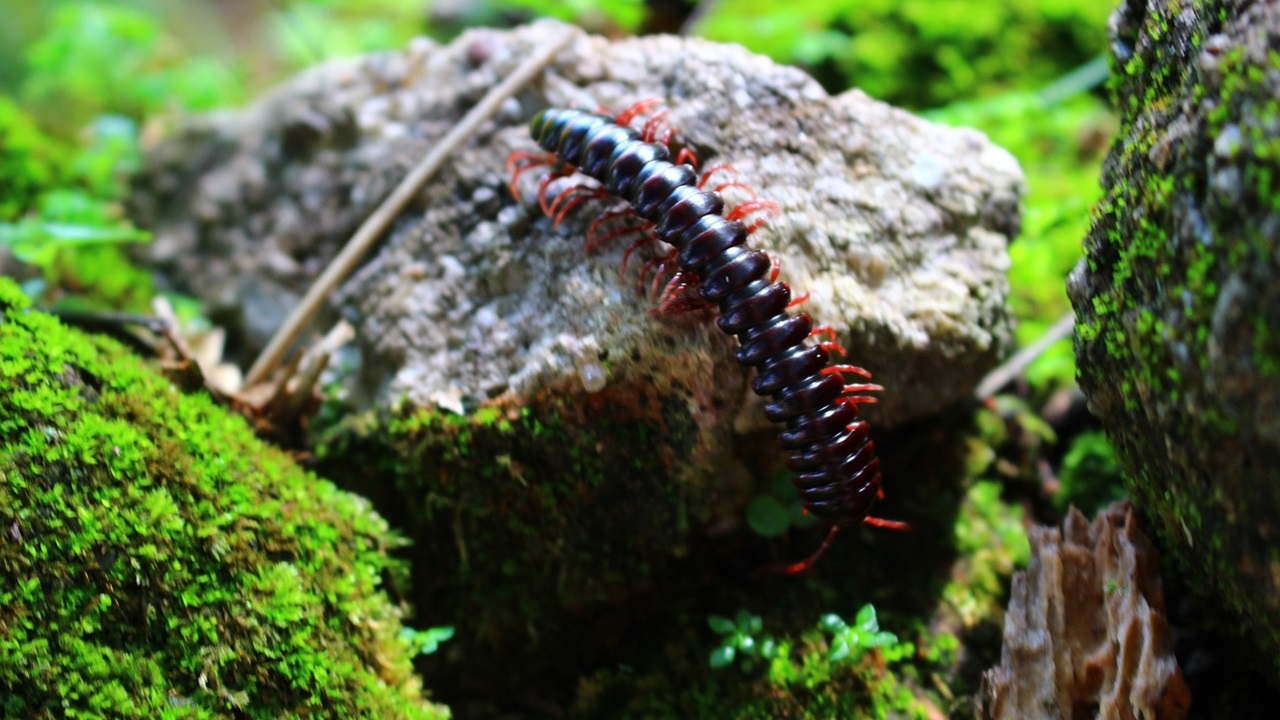 morso scolopendra