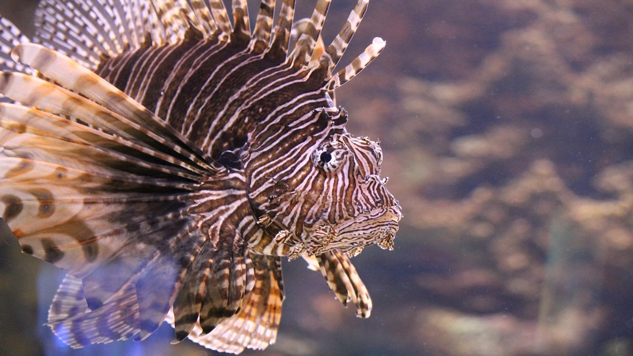 pesce scorpione acquario