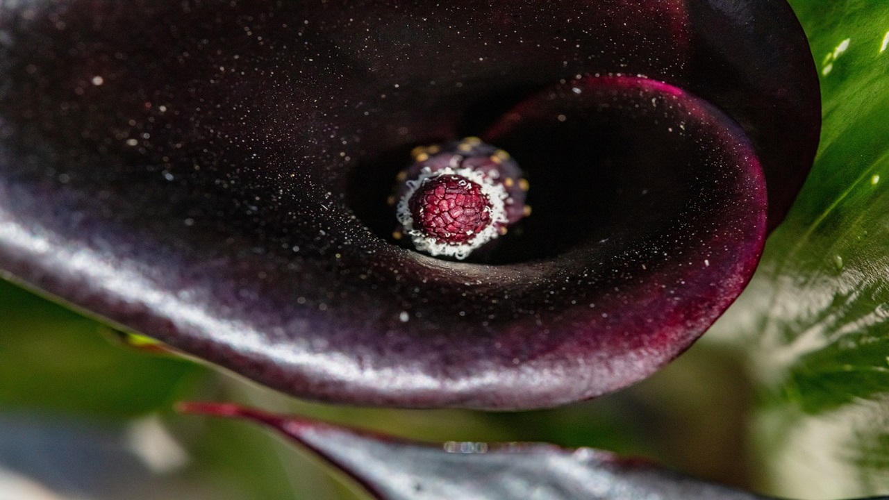 puzzano dracunculus vulgaris