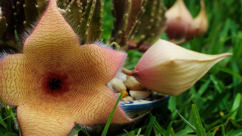 puzzano stapelia gigantea