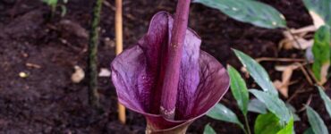 puzzano titan arum