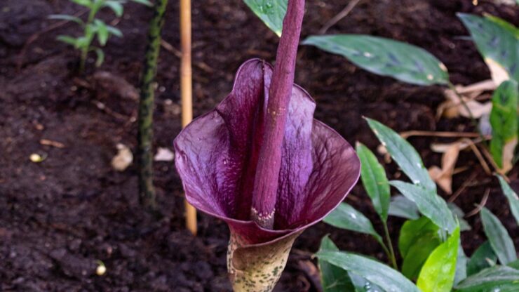 puzzano titan arum