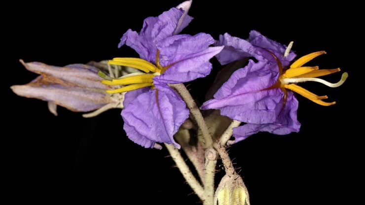 solanum