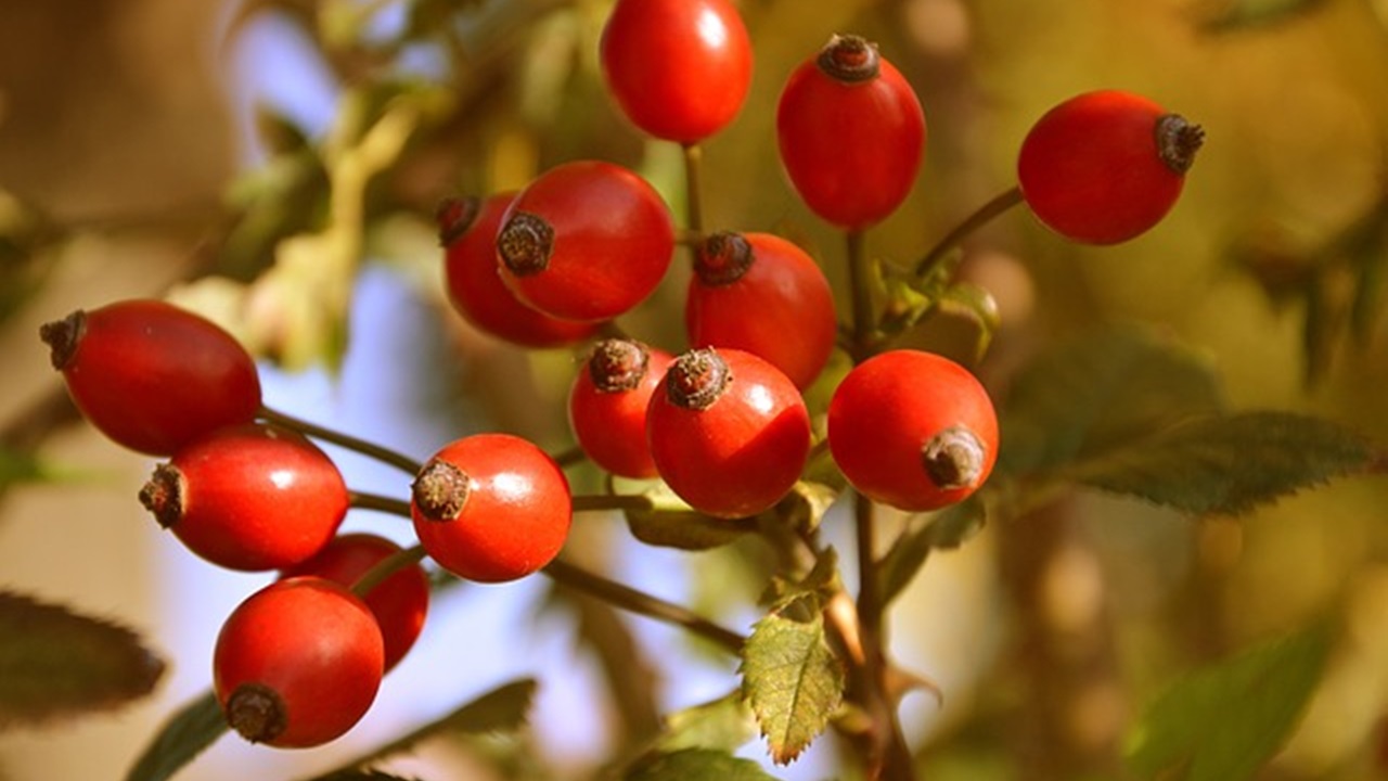 rosa canina