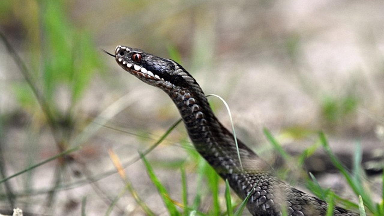 serpente