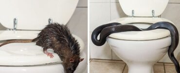 animali wc